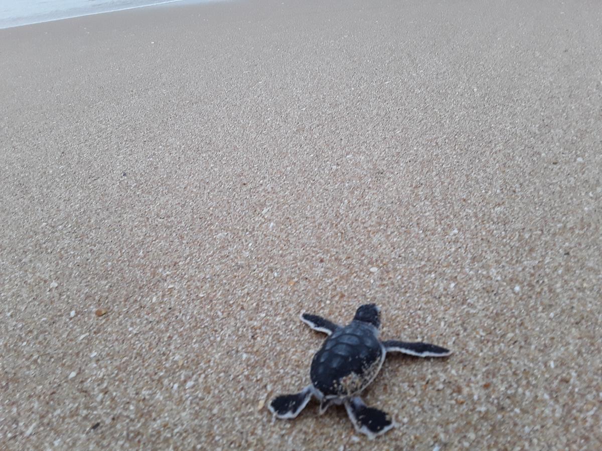 Green Turtle Tangalle Exteriör bild